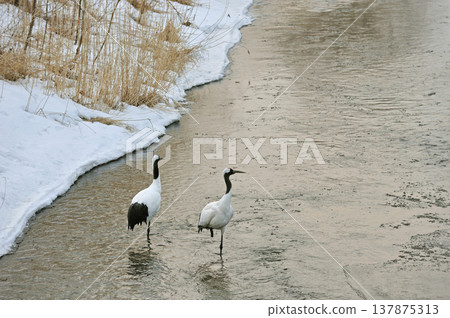 A pair of red-crowned cranes resting at their roost (Kushiro City, Hokkaido) A pair of red-crowned cranes resting at their roost (Kushiro City, Hokkaido) 137875313