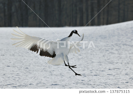 Red-crowned cranes descending upon a snow-covered field (Tsurui Village, Hokkaido) 137875315