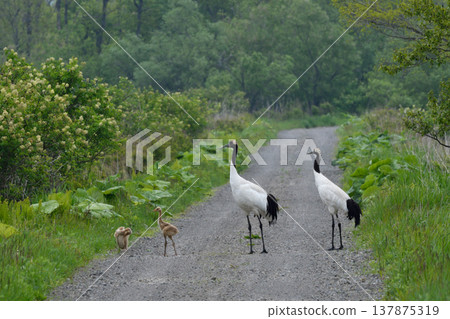 A family of Japanese cranes crossing the road (Tsurui Village, Hokkaido) 137875319