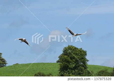 A pair of red-crowned cranes flying over a pasture (Tsurui Village, Hokkaido) A pair of red-crowned cranes flying over a pasture (Tsurui Village, Hokkaido) 137875320
