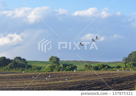 Japanese cranes flocking in a field (Tsurui Village, Hokkaido) Japanese cranes flocking in a field (Tsurui Village, Hokkaido) 137875321