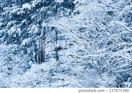 The winter 137875390