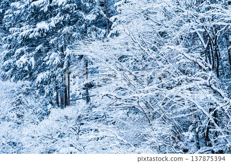 The winter The winter 137875394