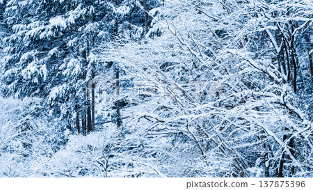 The winter The winter 137875396