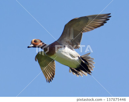 鴨 鴨子 野生鳥類 137875446