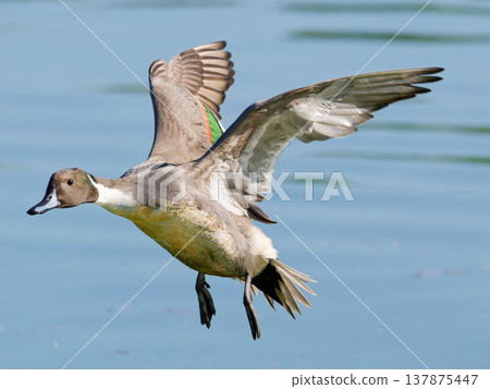 鴨 鴨子 野生鳥類 137875447