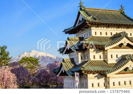 The relocated castle tower and Mount Iwaki, a spectacular spring morning view in 2024, from the temporary observation deck of Hirosaki Castle, Aomori Prefecture. The relocated castle tower and Mount Iwaki, a spectacular spring morning view in 2024, from the temporary observation deck of Hirosaki Castle, Aomori Prefecture. 137875460
