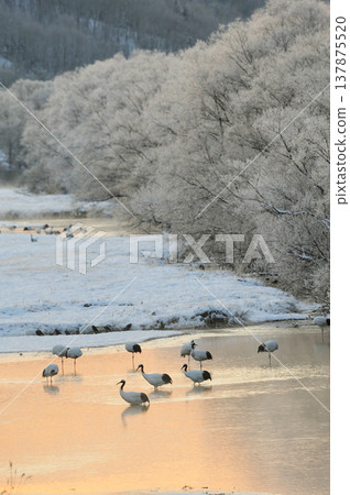一群丹頂鶴正渡河返回棲息地(北海道鶴井村) 一群丹頂鶴正渡河返回棲息地(北海道鶴井村) 137875520
