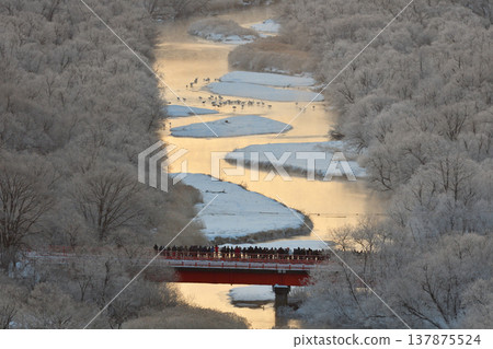 Crane roosting grounds and Otowa Bridge (Tsurui Village, Hokkaido) Crane roosting grounds and Otowa Bridge (Tsurui Village, Hokkaido) 137875524