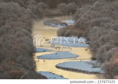 A view of a crane's roost from a hill (Tsurui Village, Hokkaido) 137875525