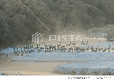 A flock of red-crowned cranes simultaneously become alert (Tsurui Village, Hokkaido) 137875526