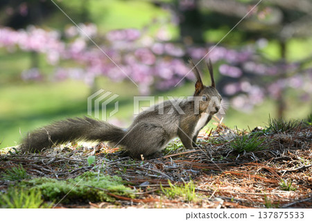 Ezoris and cherry blossoms Ezoris and cherry blossoms 137875533