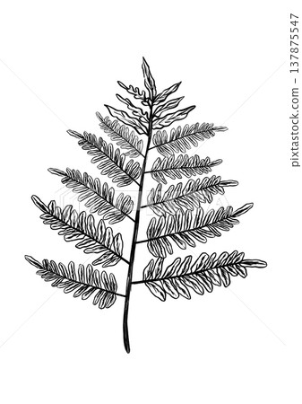 Herb Motif Illustration. Illustration Of Fern Branch Resembling Fresh Herb Decoration For Menus 137875547