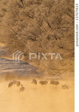 Red-crowned cranes sleeping by a river covered in frost (Tsurui Village, Hokkaido) 137875614