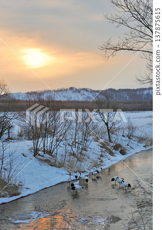 旭日東升，照耀著日本鶴的棲息地（北海道鶴井村） 137875615