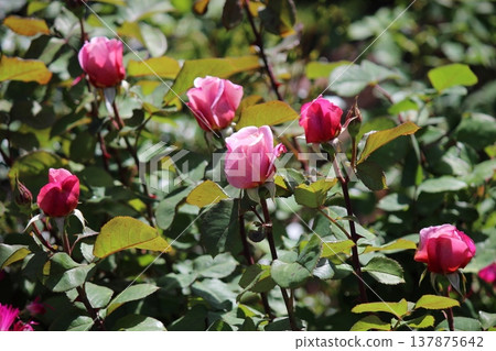 Roses blooming Roses blooming 137875642