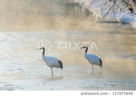 A pair of red-crowned cranes resting at their roost (Tsurui Village, Hokkaido) A pair of red-crowned cranes resting at their roost (Tsurui Village, Hokkaido) 137875698