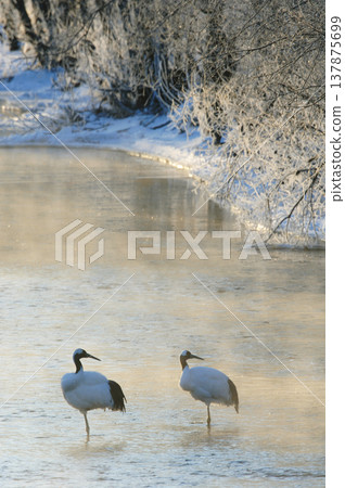 A pair of red-crowned cranes resting at their roost (Tsurui Village, Hokkaido) A pair of red-crowned cranes resting at their roost (Tsurui Village, Hokkaido) 137875699