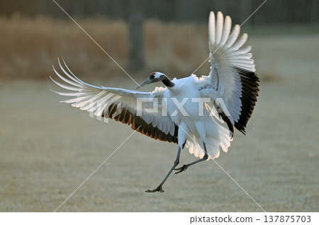 Red-crowned Japanese crane (Tsurui-mura, Hokkaido) Red-crowned Japanese crane (Tsurui-mura, Hokkaido) 137875703