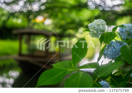 Photographing hydrangeas blooming on the waterfront where 10-koku boats sail back and forth in Nakashojima, Fushimi Ward, Kyoto City, a place of history and elegance that colors the waterfront Photographing hydrangeas blooming on the waterfront where 10-koku boats sail back and forth in Nakashojima, Fushimi Ward, Kyoto City, a place of history and elegance that colors the waterfront 137875799