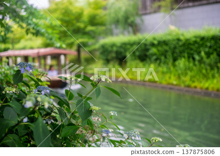在京都市伏見區中莊島，十石船往來穿梭於水岸，拍攝盛開的繡球花。這裡歷史悠久，環境優雅，為水岸增添了迷人的色彩。 137875806