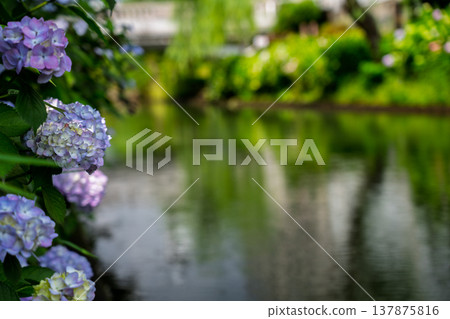 Photographing hydrangeas blooming on the waterfront where 10-koku boats sail back and forth in Nakashojima, Fushimi Ward, Kyoto City, a place of history and elegance that colors the waterfront Photographing hydrangeas blooming on the waterfront where 10-koku boats sail back and forth in Nakashojima, Fushimi Ward, Kyoto City, a place of history and elegance that colors the waterfront 137875816