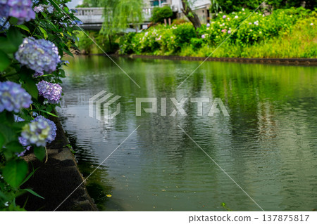 Photographing hydrangeas blooming on the waterfront where 10-koku boats sail back and forth in Nakashojima, Fushimi Ward, Kyoto City, a place of history and elegance that colors the waterfront Photographing hydrangeas blooming on the waterfront where 10-koku boats sail back and forth in Nakashojima, Fushimi Ward, Kyoto City, a place of history and elegance that colors the waterfront 137875817