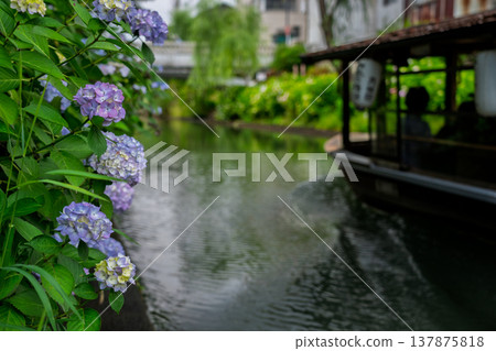 Photographing hydrangeas blooming on the waterfront where 10-koku boats sail back and forth in Nakashojima, Fushimi Ward, Kyoto City, a place of history and elegance that colors the waterfront Photographing hydrangeas blooming on the waterfront where 10-koku boats sail back and forth in Nakashojima, Fushimi Ward, Kyoto City, a place of history and elegance that colors the waterfront 137875818