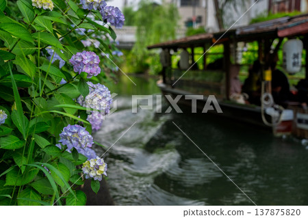 Photographing hydrangeas blooming on the waterfront where 10-koku boats sail back and forth in Nakashojima, Fushimi Ward, Kyoto City, a place of history and elegance that colors the waterfront Photographing hydrangeas blooming on the waterfront where 10-koku boats sail back and forth in Nakashojima, Fushimi Ward, Kyoto City, a place of history and elegance that colors the waterfront 137875820