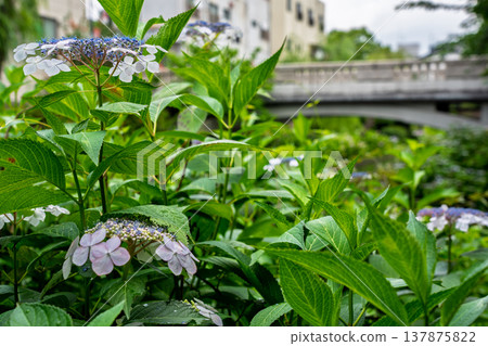 Photographing hydrangeas blooming on the waterfront where 10-koku boats sail back and forth in Nakashojima, Fushimi Ward, Kyoto City, a place of history and elegance that colors the waterfront Photographing hydrangeas blooming on the waterfront where 10-koku boats sail back and forth in Nakashojima, Fushimi Ward, Kyoto City, a place of history and elegance that colors the waterfront 137875822