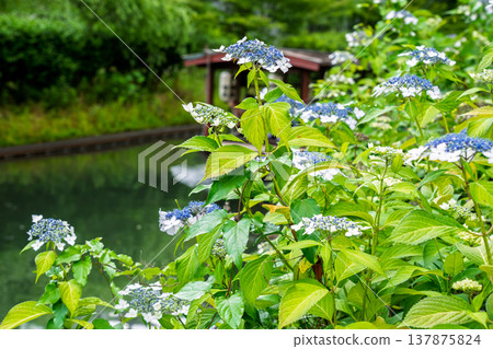 Photographing hydrangeas blooming on the waterfront where 10-koku boats sail back and forth in Nakashojima, Fushimi Ward, Kyoto City, a place of history and elegance that colors the waterfront Photographing hydrangeas blooming on the waterfront where 10-koku boats sail back and forth in Nakashojima, Fushimi Ward, Kyoto City, a place of history and elegance that colors the waterfront 137875824