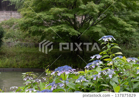 Photographing hydrangeas blooming on the waterfront where 10-koku boats sail back and forth in Nakashojima, Fushimi Ward, Kyoto City, a place of history and elegance that colors the waterfront Photographing hydrangeas blooming on the waterfront where 10-koku boats sail back and forth in Nakashojima, Fushimi Ward, Kyoto City, a place of history and elegance that colors the waterfront 137875829