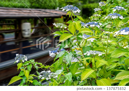 Photographing hydrangeas blooming on the waterfront where 10-koku boats sail back and forth in Nakashojima, Fushimi Ward, Kyoto City, a place of history and elegance that colors the waterfront Photographing hydrangeas blooming on the waterfront where 10-koku boats sail back and forth in Nakashojima, Fushimi Ward, Kyoto City, a place of history and elegance that colors the waterfront 137875832