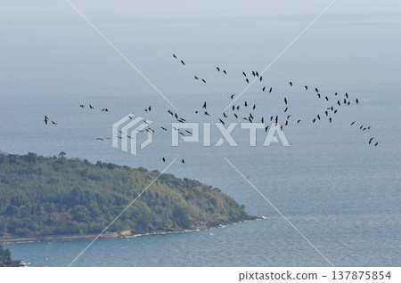 Hooded crane returning to the north (Izumi City, Kagoshima Prefecture) 137875854