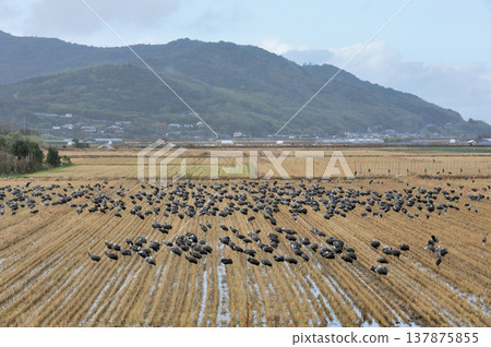 Hooded cranes flocking in a farmland (Izumi City, Kagoshima Prefecture) Hooded cranes flocking in a farmland (Izumi City, Kagoshima Prefecture) 137875855