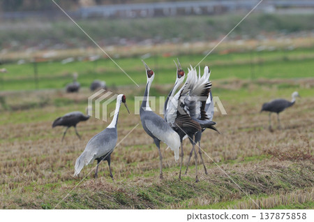 真鶴尖叫聲（鹿兒島縣泉市） 137875858