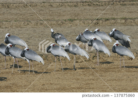 A flock of hooded cranes resting in a farm field (Izumi City, Kagoshima Prefecture) 137875860