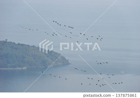 Northward migration of White-naped Cranes (Izumi City, Kagoshima Prefecture) 137875861