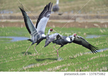 A pair of hooded cranes taking flight (Izumi City, Kagoshima Prefecture) A pair of hooded cranes taking flight (Izumi City, Kagoshima Prefecture) 137875862