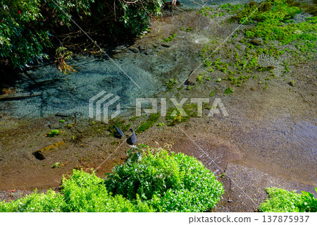 Scenery of Kakitagawa Park in Shimizu Town, Shizuoka Prefecture Scenery of Kakitagawa Park in Shimizu Town, Shizuoka Prefecture 137875937