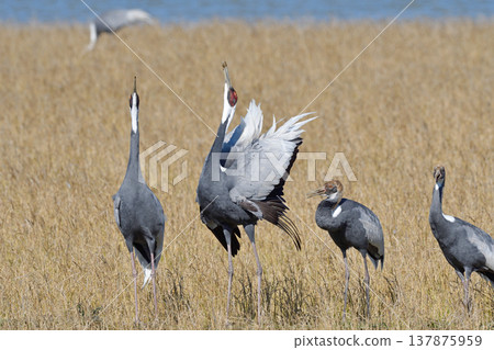 真鶴尖叫聲（鹿兒島縣泉市） 137875959