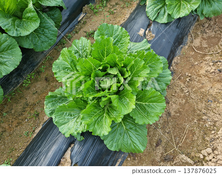 close up fresh green cabbage in the field. close up fresh green cabbage in the field. 137876025
