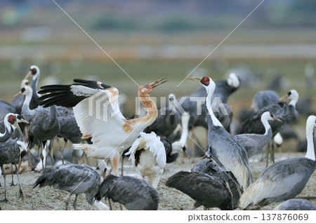 A young White-naped Crane fighting with a Hooded Crane (Izumi City, Kagoshima Prefecture) 137876069