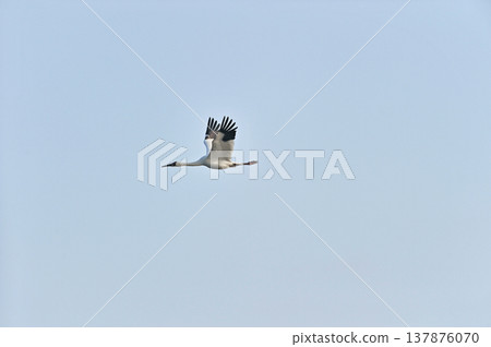 An adult White-naped Crane in flight (Izumi City, Kagoshima Prefecture) An adult White-naped Crane in flight (Izumi City, Kagoshima Prefecture) 137876070