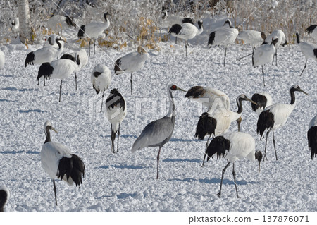 一隻白枕鶴出現在丹頂鶴的餵食地（北海道鶴井村）。 137876071