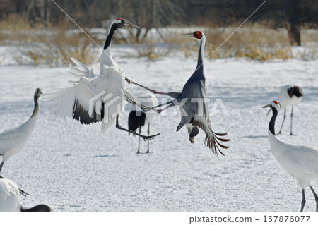 A white-naped crane fighting with a red-crowned crane (Tsurui Village, Hokkaido) 137876077