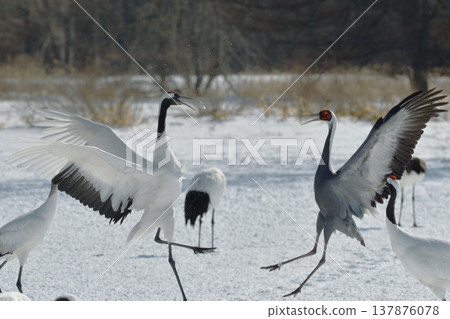A white-naped crane fighting with a red-crowned crane (Tsurui Village, Hokkaido) A white-naped crane fighting with a red-crowned crane (Tsurui Village, Hokkaido) 137876078