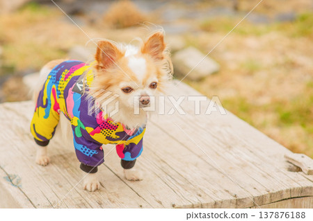 Chihuahua dog in a colored jacket against a background of nature on a cool day. Chihuahua dog in a colored jacket against a background of nature on a cool day. 137876188