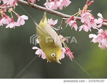 繡眼鳥 小鳥 櫻花 137876197