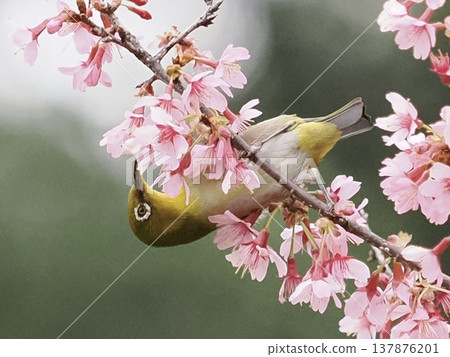 white-eye, white eye, small bird 137876201